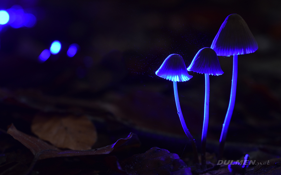 Mycena